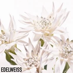 Diorsnow Purifying Foam 9 Diorsnow Purifying Foam -Dior Sales Shop unnamed file 1394