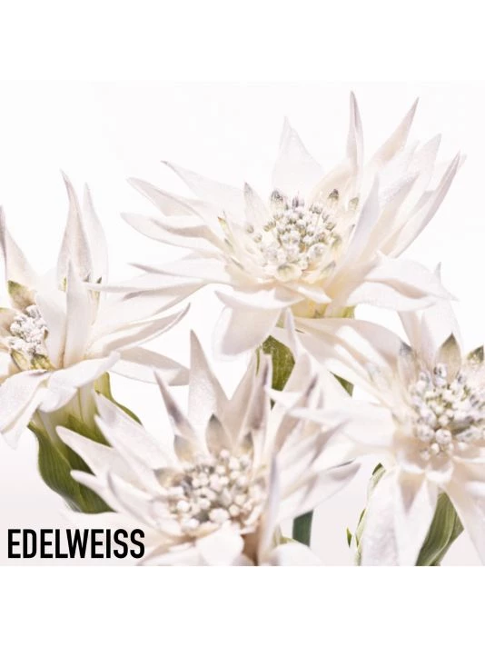 Diorsnow Purifying Foam 6 Diorsnow Purifying Foam - Image 4