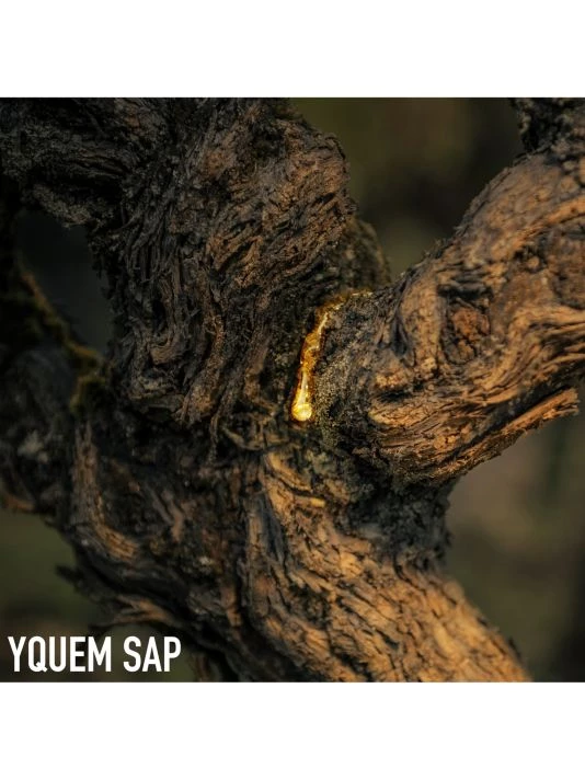 Dior L'Or De Vie La Crème - Refill 6 Dior L'Or De Vie La Crème - Refill - Image 4