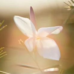 Dior J'Adore Eau De Toilette -Dior Sales Shop unnamed file 2042